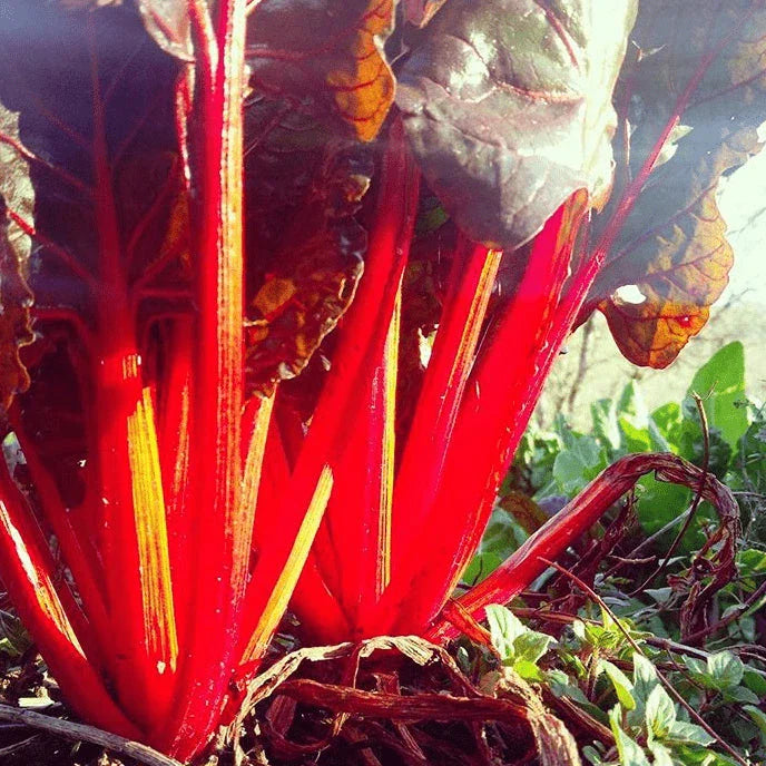 Organic Ruby/Rhubarb Red Chard Seeds by Gaia, product image prepared for Canadian gardeners.