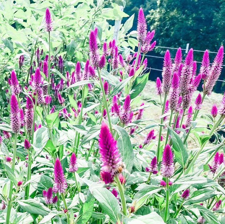 Celosia 'Ruby Parfait' organic