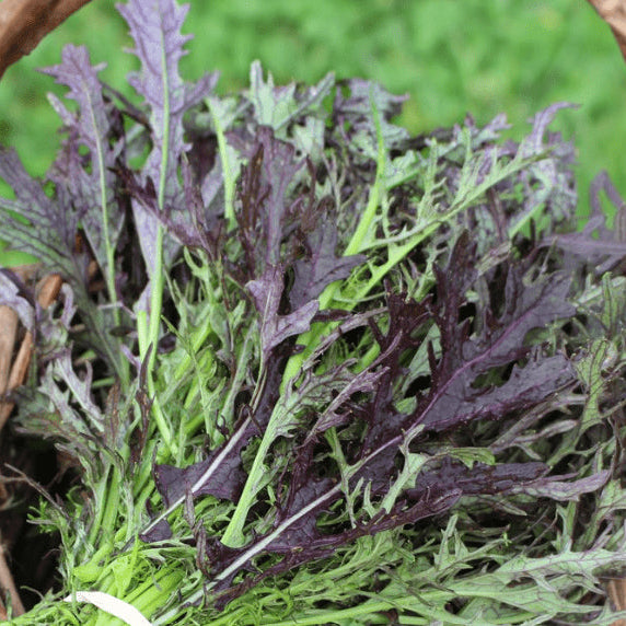 Moutarde potagère 'Ruby Streaks Mustard Greens' bio