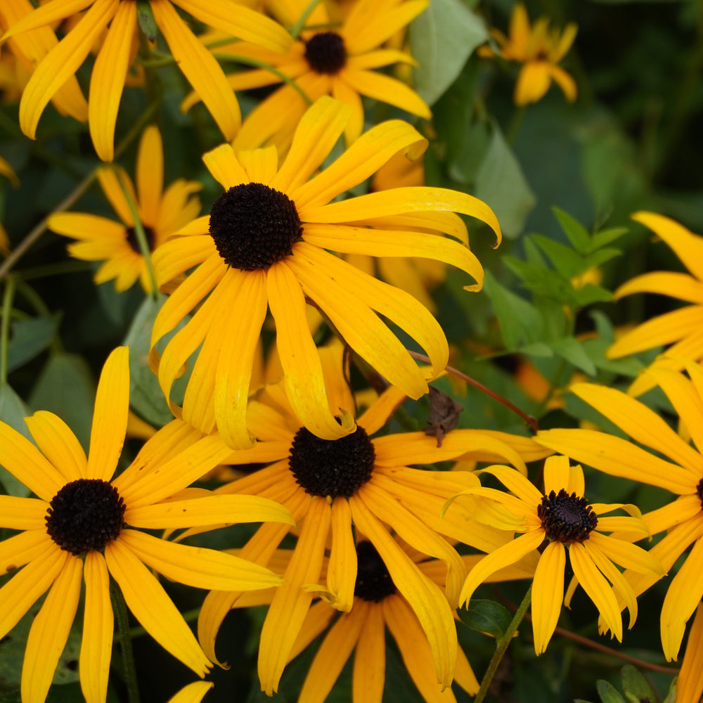 Marguerite jaune