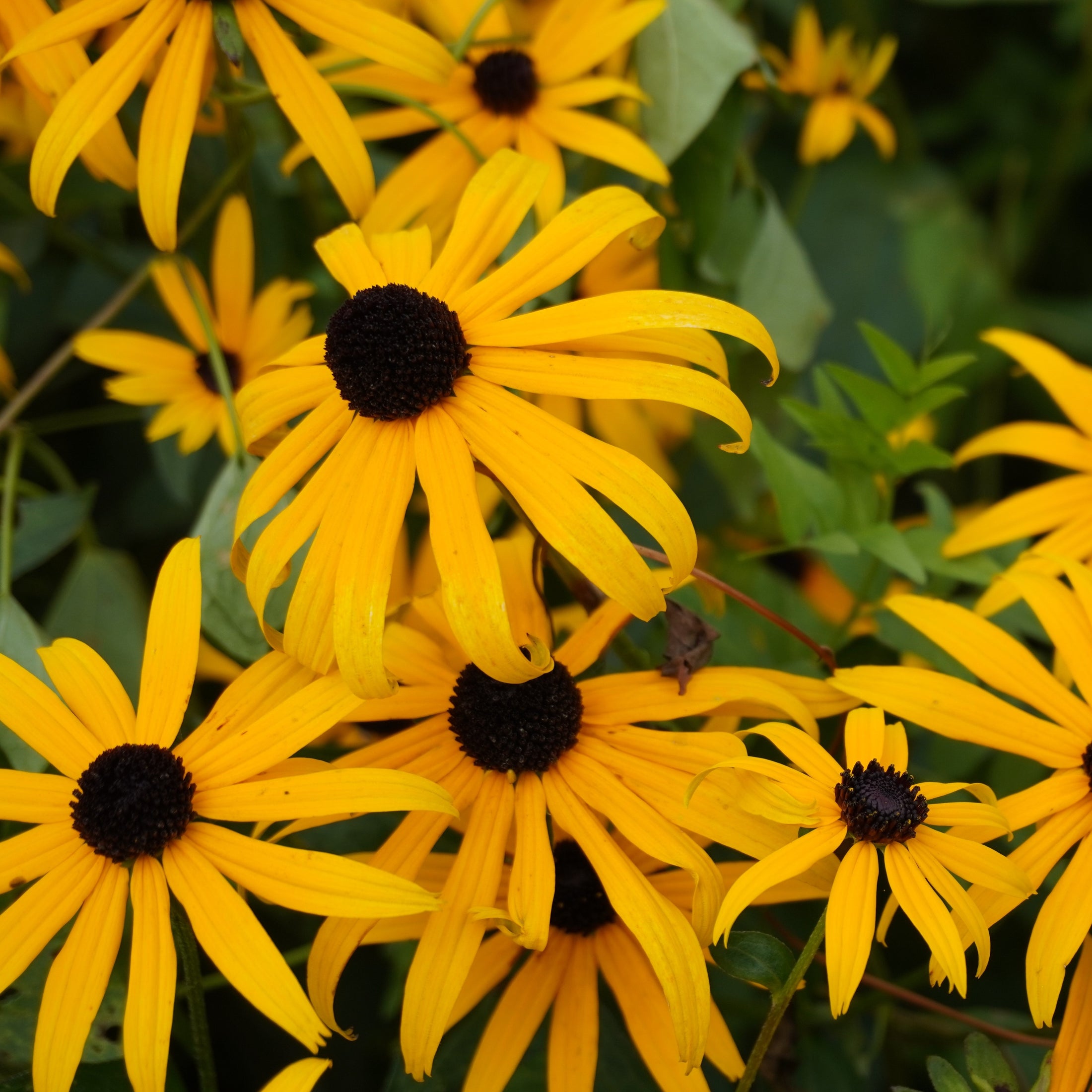 Yellow daisy