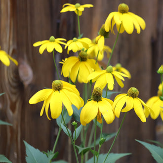Image officielle de Renoncule à Feuilles Coupées, Rudbeckia laciniata, associée au petit sachet de.