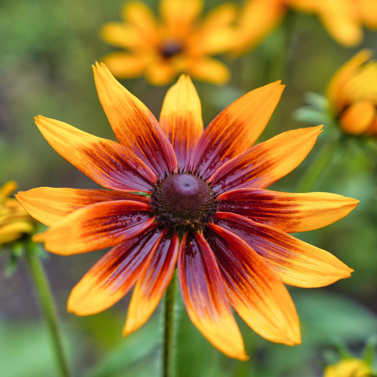 Photo de Rudbeckie ‘Autumn Colors’. Les pétales mélangent bronze, rouge rouille et jaune or autour d’un centre brun foncé, avec un feuillage vert légèrement velu. La couleur caractéristique est : bicolore jaune-orange & rouge. Le visuel permet d’observer les contours, les teintes et la disposition des éléments présentés. Les détails de forme et les contrastes donnent un aperçu de l’apparence de cette plante ou de sa récolte.