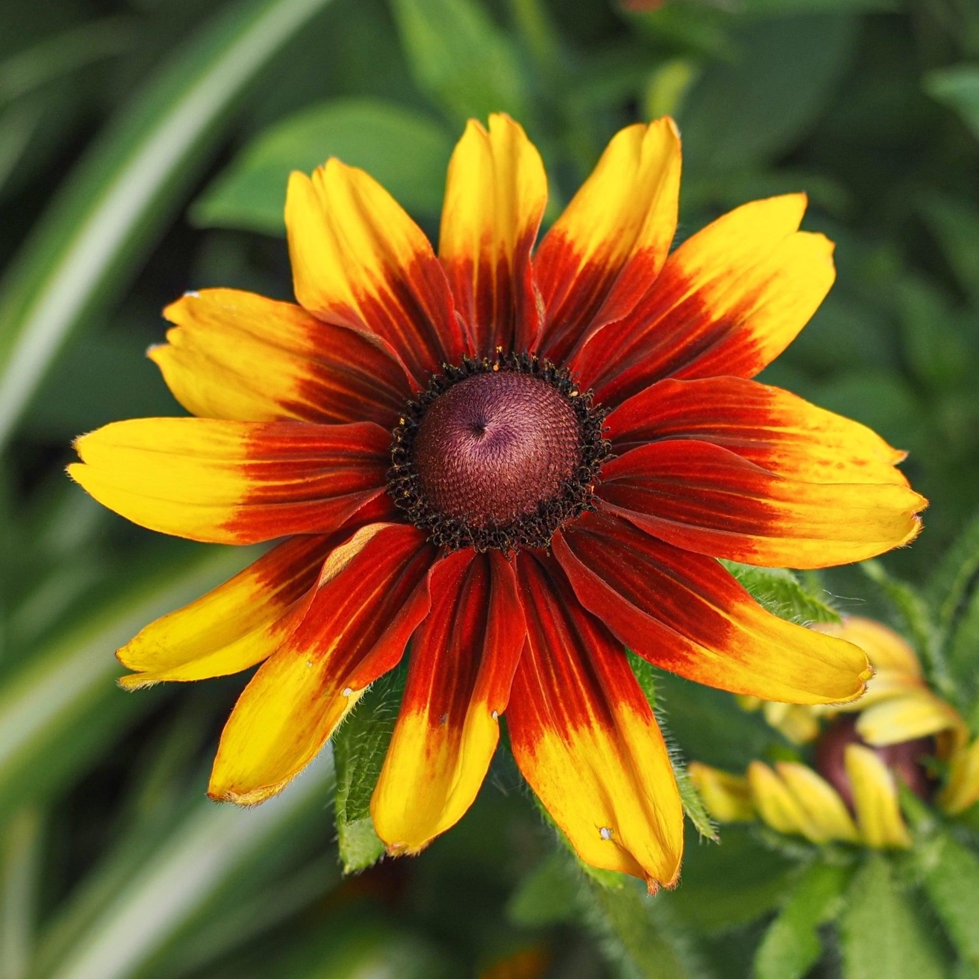Photo de Rudbeckie ‘Cappuccino’. L’image montre de grandes fleurs bicolores portées au-dessus d’un feuillage vert légèrement velu. Les pétales bronze et rouges s’éclaircissent vers des pointes jaune or autour d’un centre brun foncé, créant un effet chaleureux et uniforme. La couleur caractéristique est : bicolore jaune-orange & rouge. Le visuel permet d’observer les contours, les teintes et la disposition des éléments présentés.