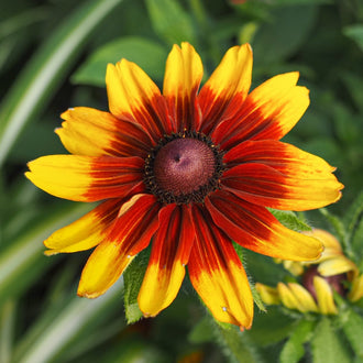 Cappuccino gloriosa daisy forms an upright clump 45 to 50 cm tall and approximately 40 cm wide. The image shows large bicoloured flowers held above slightly hairy green foliage. Bronze and red petals fade toward golden-yellow tips around a dark-brown centre, creating the warm, uniform display recognized by Fleuroselect judges.