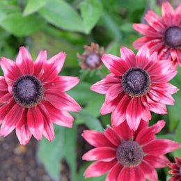 Rudbeckie Cherry Brandy™