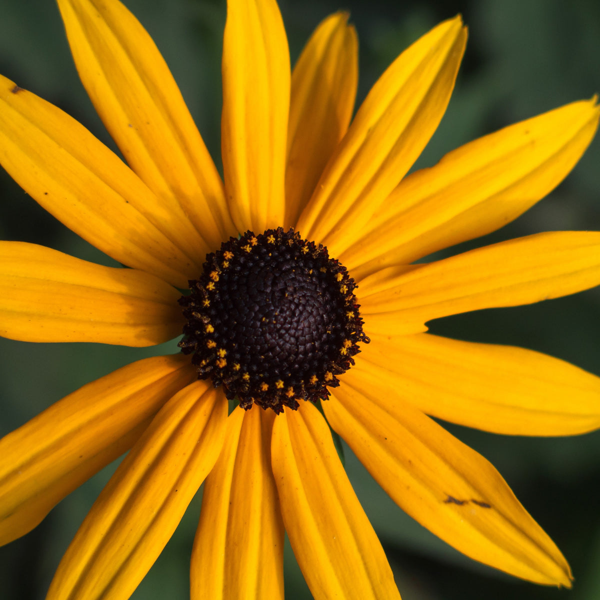 Photo de Rudbeckie Goldstrum. Ses fleurs jaune or aux pétales lumineux entourent un centre conique brun-noir, offrant un contraste saisissant qui attire les regards. Idéale pour les fleurs coupées et les plates-bandes, elle ajoutera une touche vibrante et ensoleillée à vos espaces extérieurs. La couleur caractéristique est : jaune. Le visuel permet d'observer les contours, les teintes et la disposition des éléments présentés.