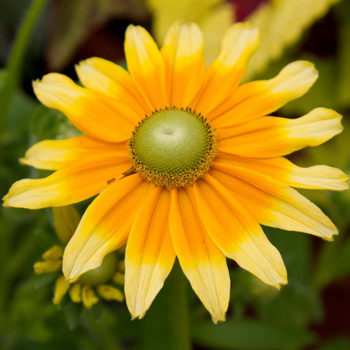 Photo de Rudbeckie ‘Prairie Sun’. L’image montre de grandes fleurs jaune or dont les pétales s’éclaircissent aux extrémités autour d’un centre vert distinctif, au-dessus d’un feuillage vert légèrement velu. La couleur caractéristique est : jaune. Le visuel permet d’observer les contours, les teintes et la disposition des éléments présentés. Les détails de forme et les contrastes donnent un aperçu de l’apparence de cette plante ou de sa récolte.