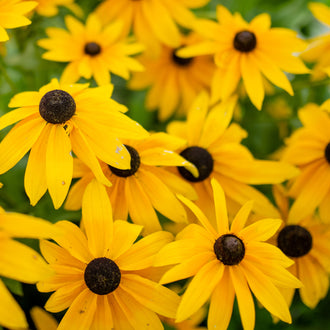Image officielle de Rudbeckie Tardive, Rudbeckia hirta, associée au petit sachet de semences.