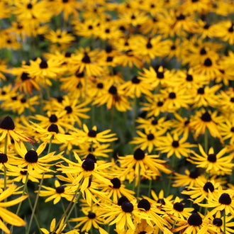 Une multitude de fleurs jaunes aux centres brun presque noir couvre le cadre. Les pétales longs et étroits s’écartent autour de petits disques bombés, certains inclinés. Les fleurs se superposent et sont plus petites dans le fond du cadrage. Des tiges fines et des feuilles vertes apparaissent entre les corolles, surtout dans la partie inférieure.