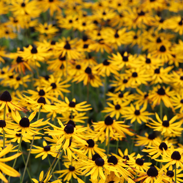 Rudbeckie 'Black-Eyed Susan'
