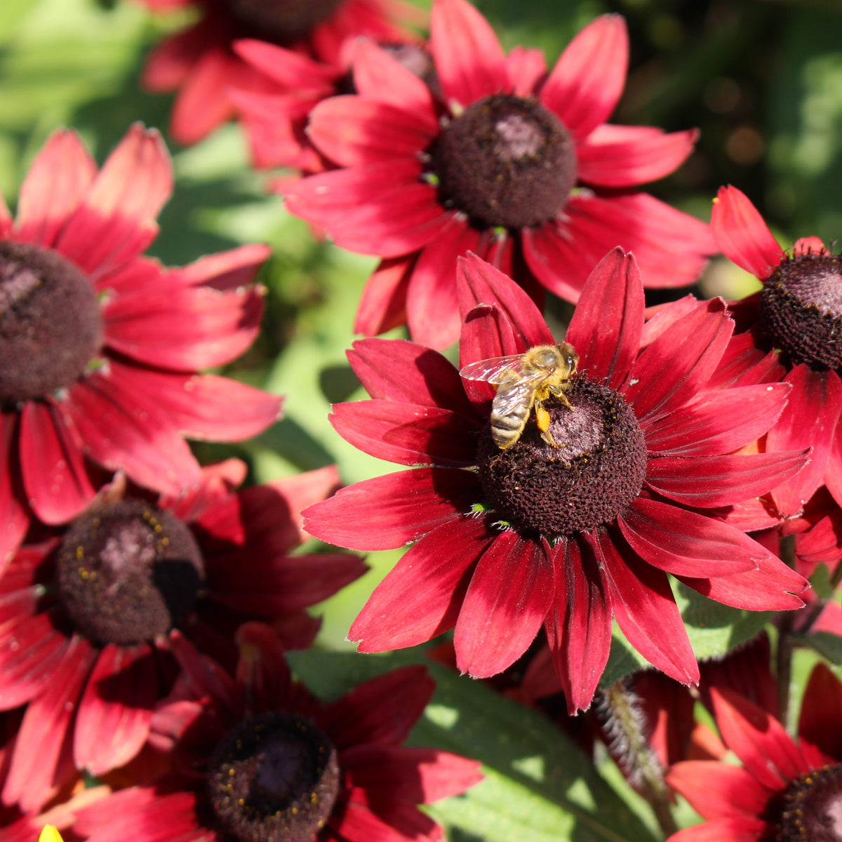 Plusieurs fleurs rouge cerise présentent de larges pétales allongés autour de centres bruns bombés. Une fleur au premier plan porte un petit insecte jaune et brun aux ailes claires. Les pétales se recourbent légèrement et montrent des lignes longitudinales. Des feuilles vertes et d’autres corolles rouges se superposent dans les parties supérieure et inférieure du cadre.