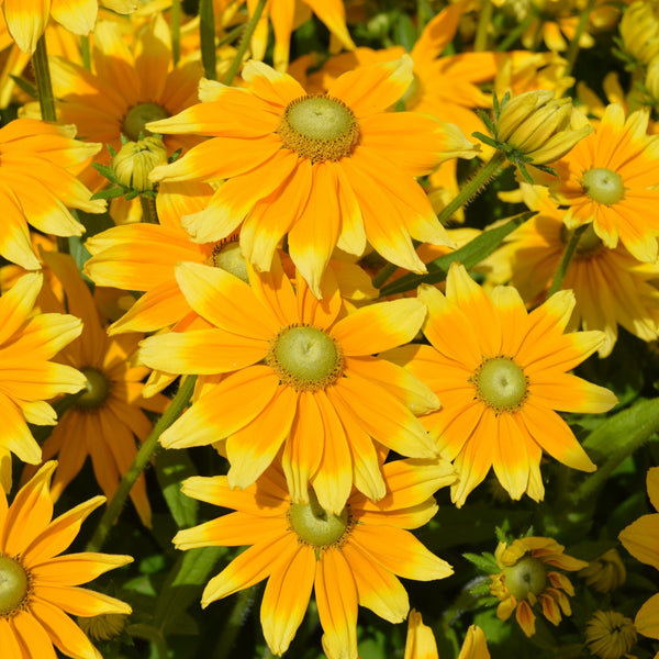 OSC Seeds | Rudbeckia 'Prairie Sun' – A Golden Star for Your