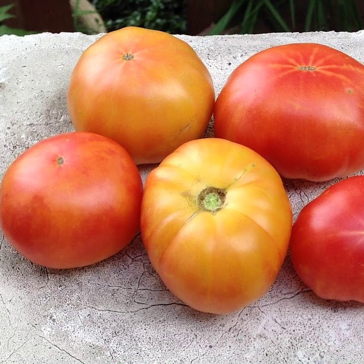 Tomate 'Russian Swirl' bio