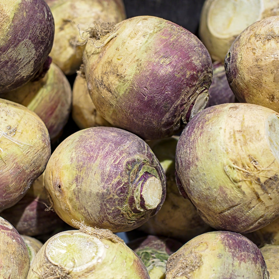 Rutabaga 'Laurentian'