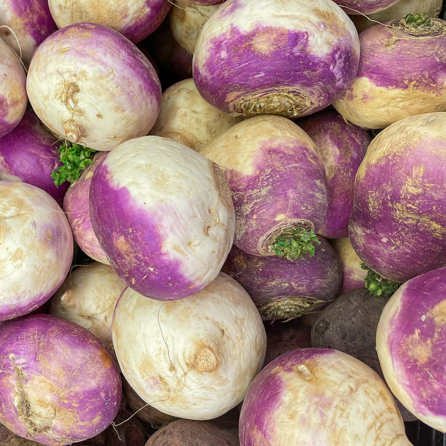 Rutabaga 'Laurentien Thomson'