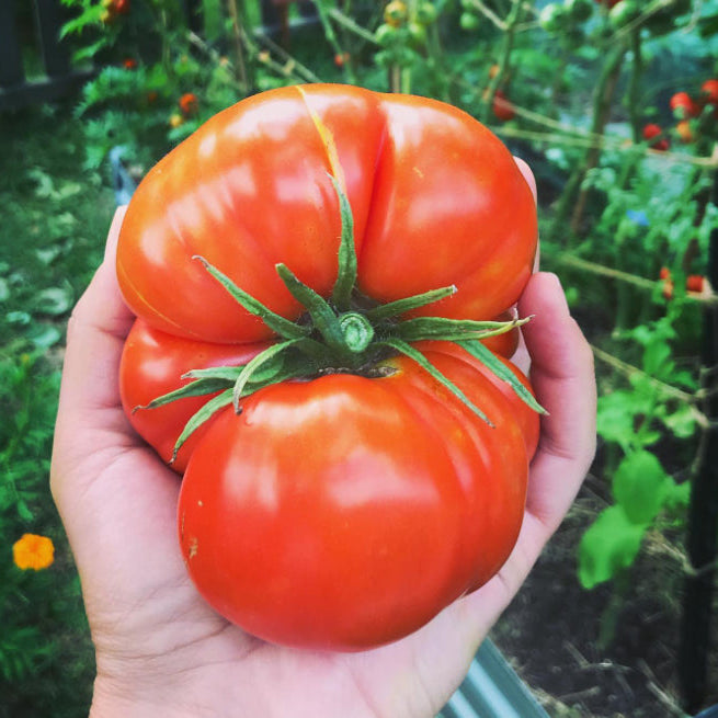 Tomate 'Rutgers' bio