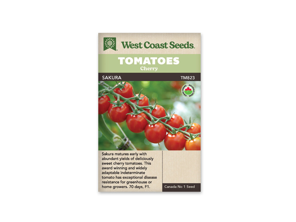 Sachet West Coast Seeds avec les mentions Tomatoes, Cherry et Sakura. La photo montre une grappe de tomates rouges brillantes attachées à une tige verte, devant un fond de feuillage flou. Un petit logo biologique rond apparaît à droite. Le nom Sakura est placé sur une bande foncée, sous le bandeau vert du sachet.