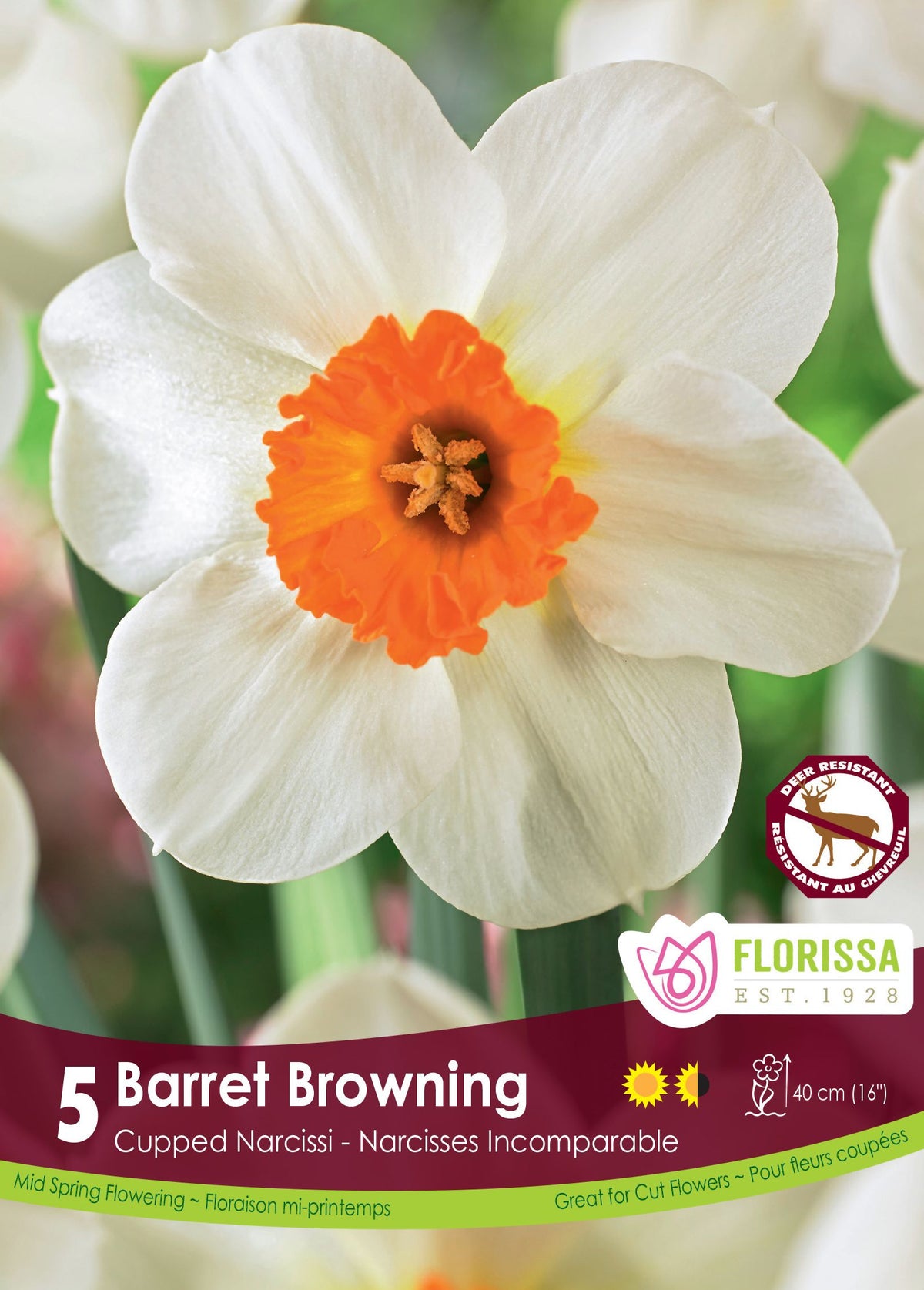 Narcisse Barrett Browning ( Narcissus ) : un narcisse blanc à petite couronne orange vif. Le visuel Florissa présente la plante et son nom dans la partie inférieure de l’étiquette. La photographie occupe presque toute la surface, tandis que le bandeau du bas rassemble les indications du produit. Cette vue permet de reconnaître son apparence et de distinguer la variété présentée.