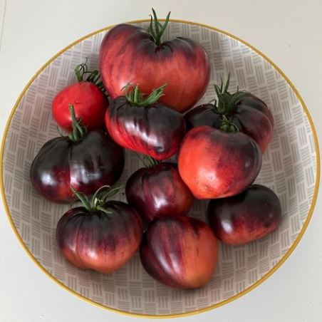 Tomate ‘Sgt Pepper’ – semences Gaia