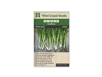 Sachet beige de semences Ippon Negi avec bandeau vert et nom sur fond brun. Des oignons verts sont étalés sur des planches de bois gris. Les longues feuilles fines se croisent en haut de la photographie, tandis que les bases blanches et les petites racines restent visibles en bas. Les plants sont disposés séparément, sans lien.