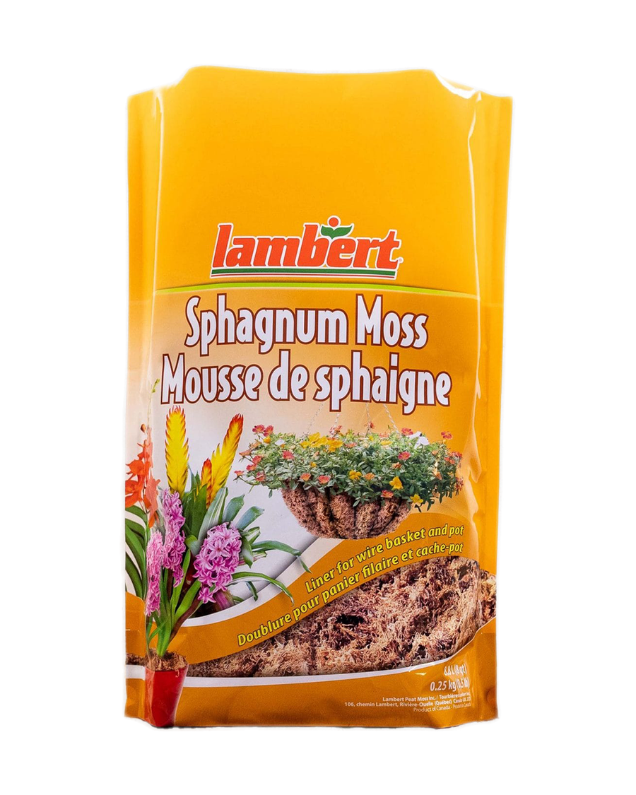Mousse de sphaigne Lambert — photo sur fond blanc