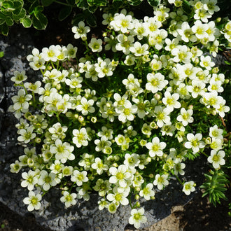 Une masse de petites fleurs blanches se déploie parmi des feuilles vertes serrées. Les pétales arrondis entourent de petits centres jaune verdâtre, avec des boutons verts dispersés entre les fleurs. Les groupes floraux sont rapprochés et suivent un contour irrégulier. Des surfaces rocheuses grises apparaissent tout autour, particulièrement dans la partie inférieure et sur la gauche.