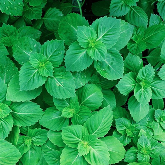 Organic Sacred Basil Seeds by Gaia, product image prepared for Canadian gardeners.