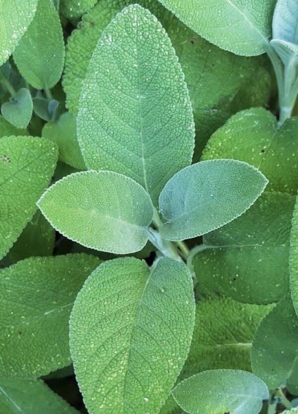 Semences Sauge officinale (Salvia officinalis)