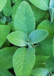 Semences Sauge officinale (Salvia officinalis)