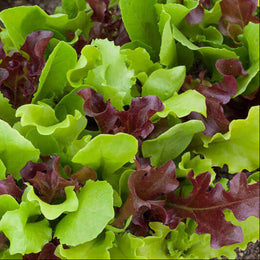 Greens Mesclun 'Salad Mix'