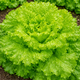 'Grand Rapids' lettuce on a ribbon