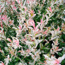 Salix integra 'Hakuro Nishiki'