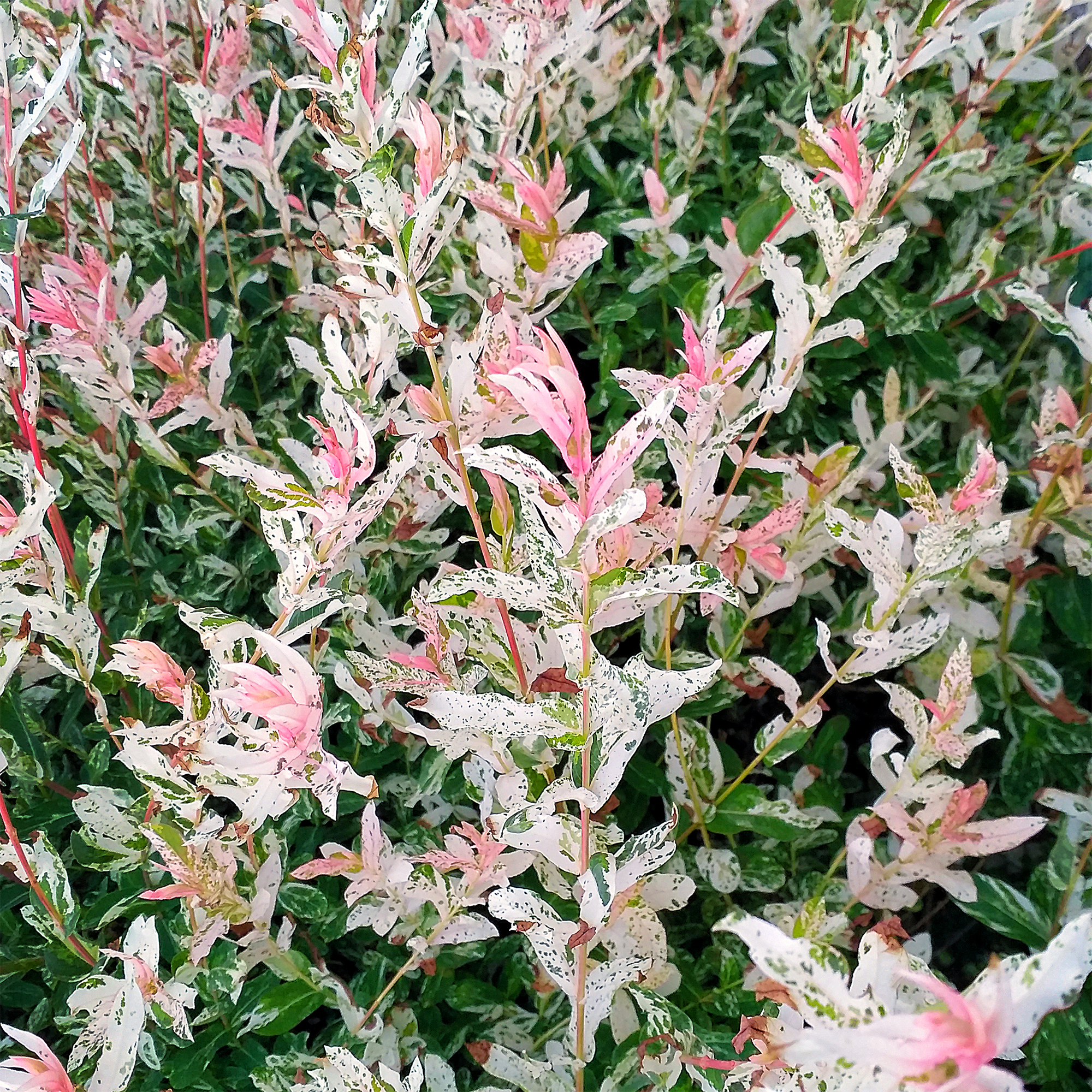 Salix integra 'Hakuro Nishiki'
