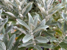 Salix candida 'Jefberg' (Iceberg Alley®)