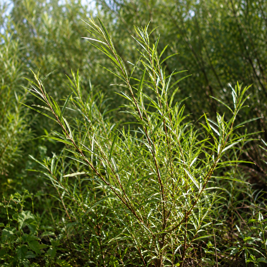 Salix interior