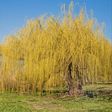 Salix alba 'Tristis'
