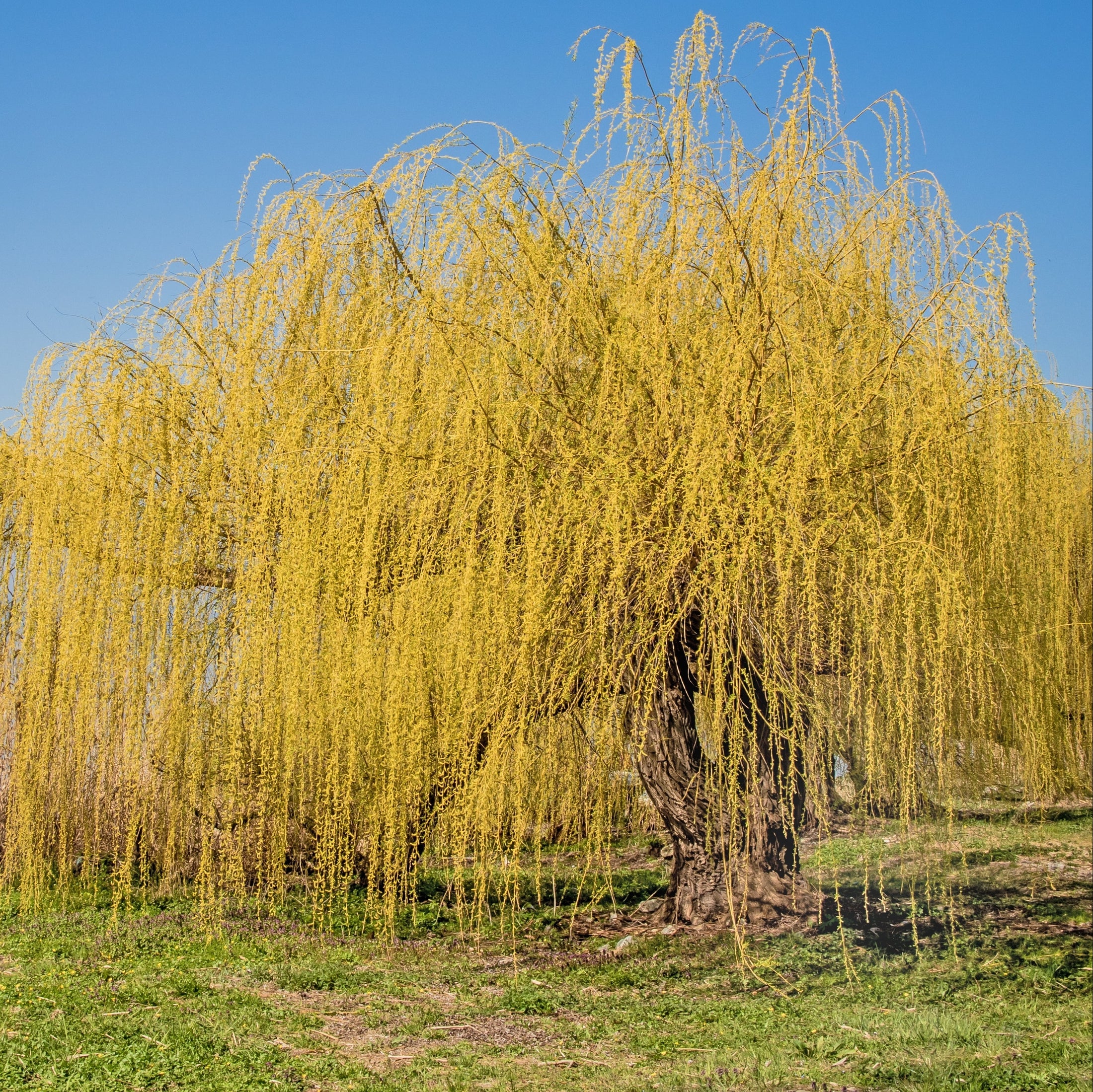 Salix alba 'Tristis'