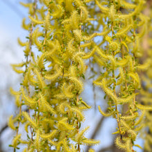 Salix alba 'Tristis'