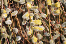 Salix caprea 'Pendula'