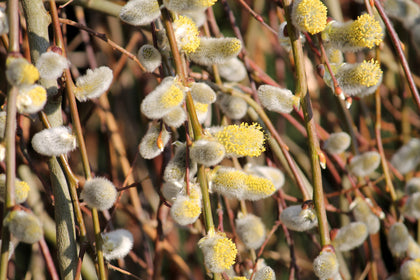 Salix caprea 'Pendula'