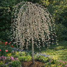 Salix caprea 'Pendula'