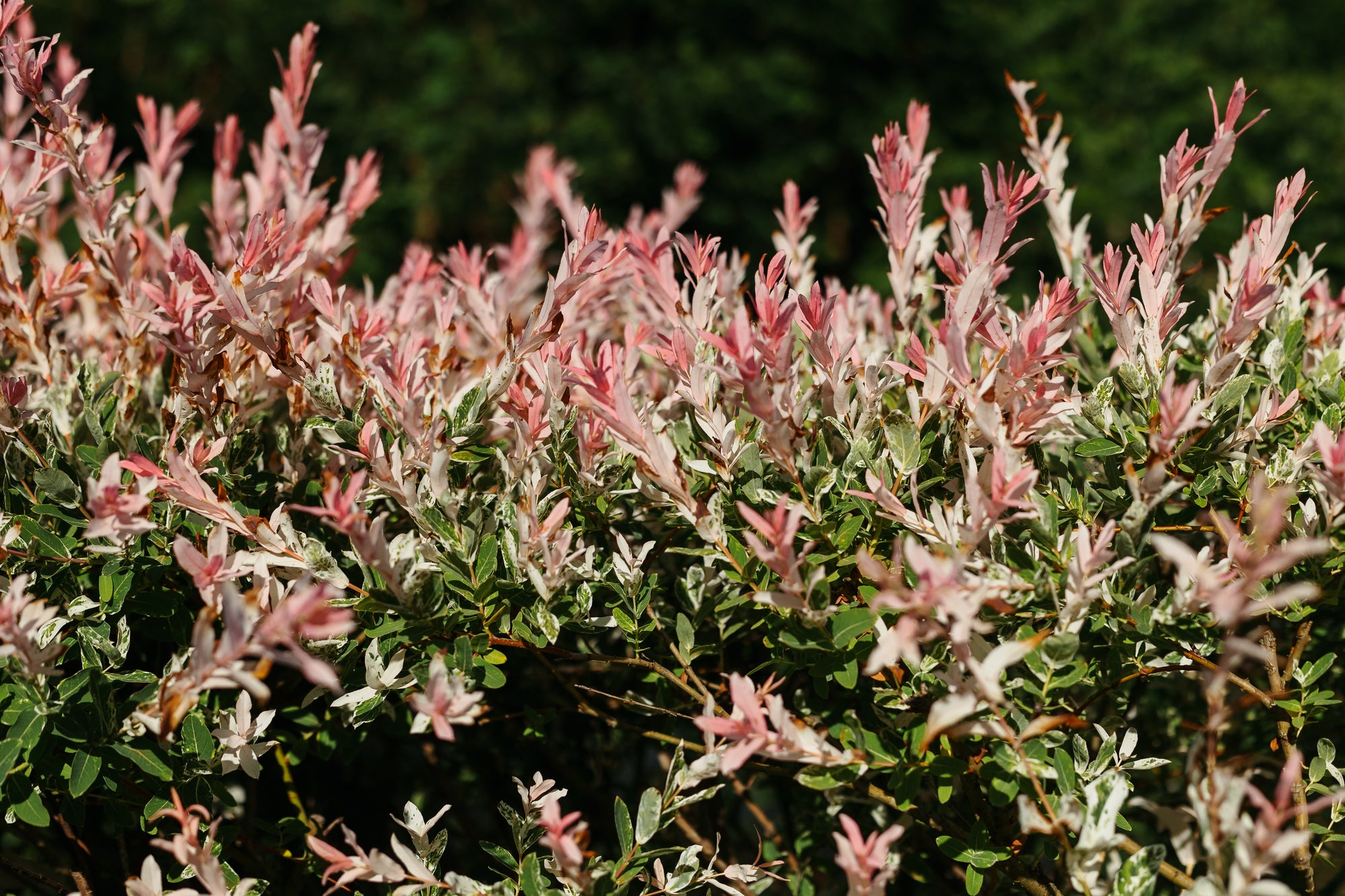 Salix integra 'Flamingo'