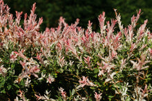 Salix integra 'Flamingo'