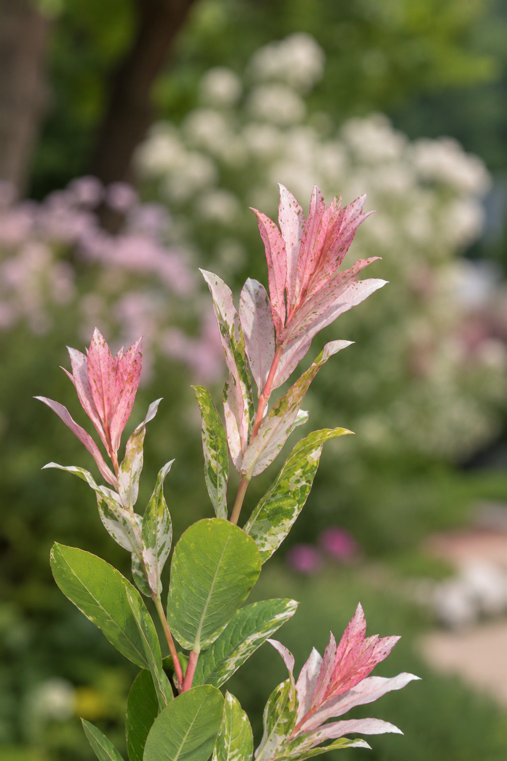 Salix integra 'Flamingo'