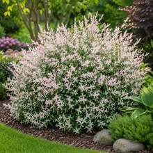 Salix integra 'Flamingo'