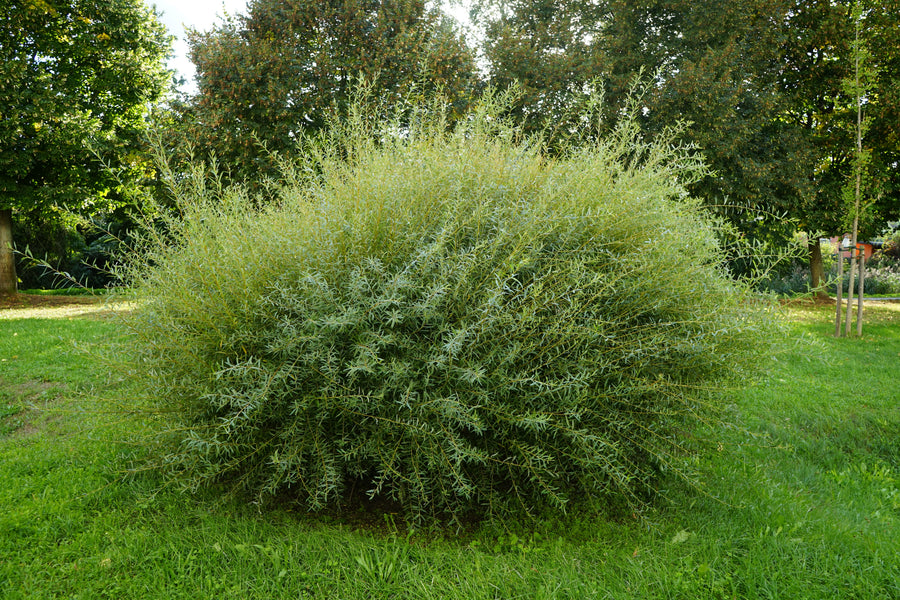 Salix purpurea 'Nana