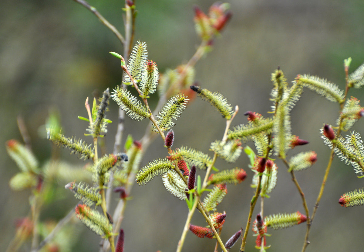 Salix purpurea 'Pendula'