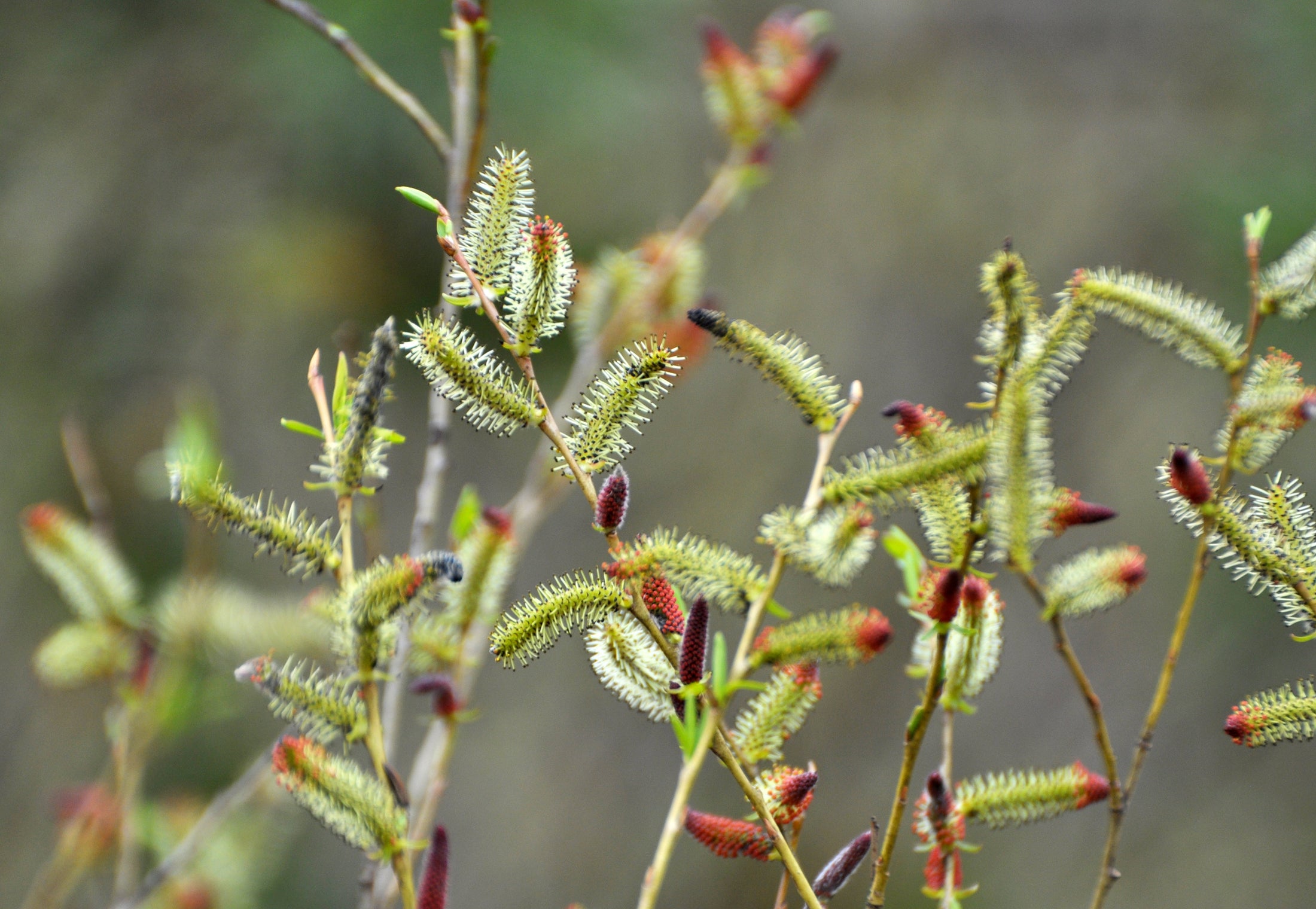 Salix purpurea 'Pendula'