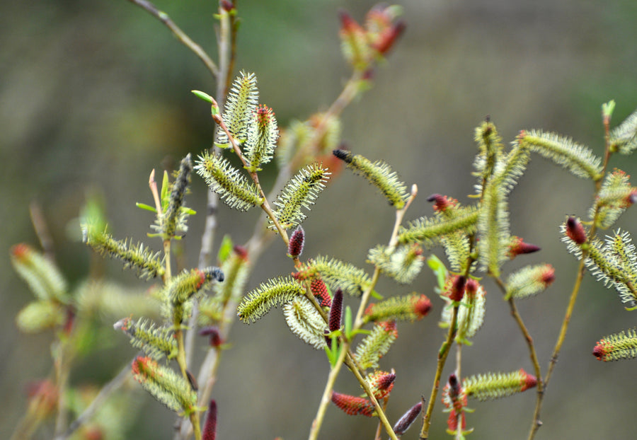 Salix purpurea 'Pendula'